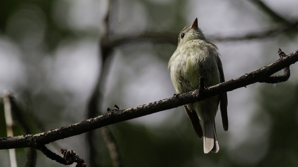 Hammond's Flycatcher - Robert Tizard