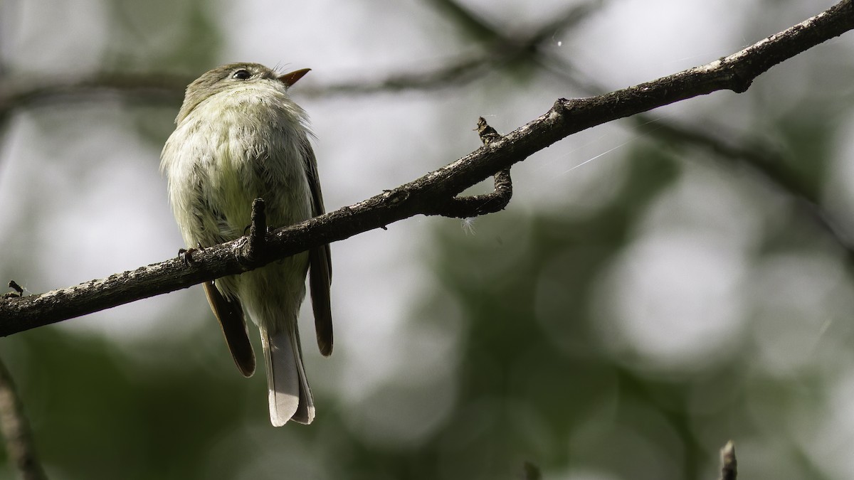 Hammond's Flycatcher - Robert Tizard