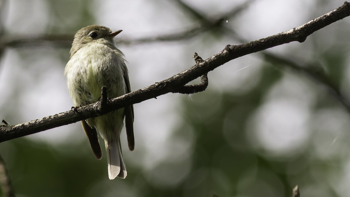 Hammond's Flycatcher - Robert Tizard