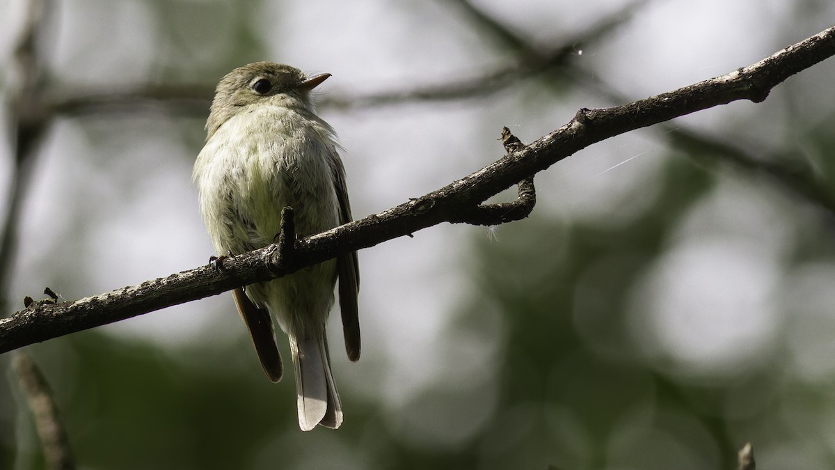 Hammond's Flycatcher - Robert Tizard