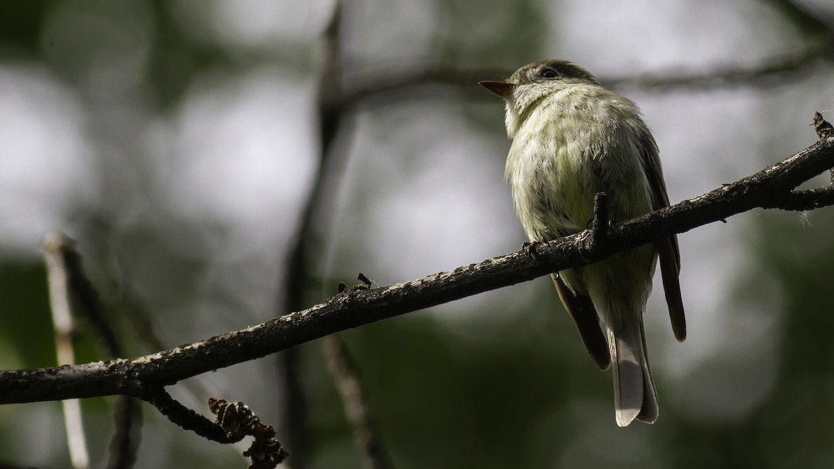 Hammond's Flycatcher - Robert Tizard