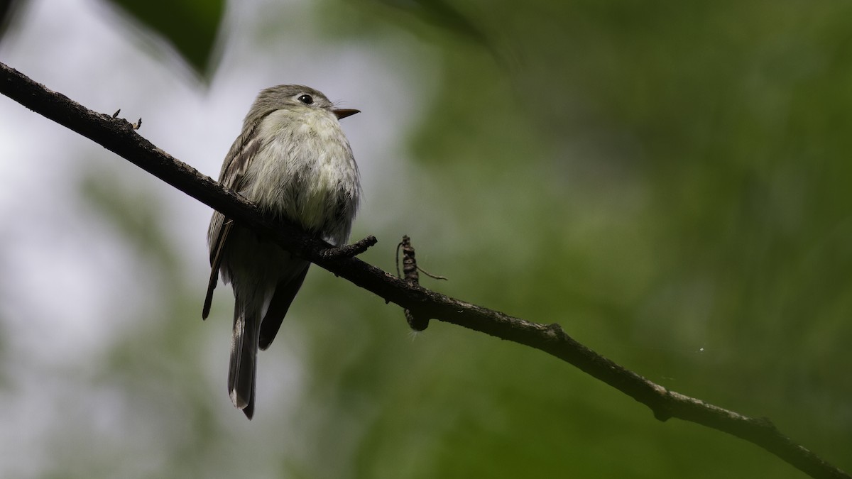 Hammond's Flycatcher - Robert Tizard