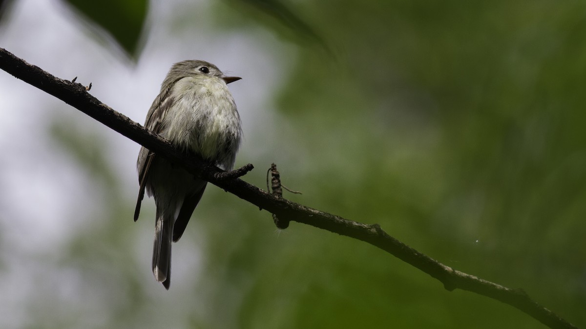 Hammond's Flycatcher - Robert Tizard