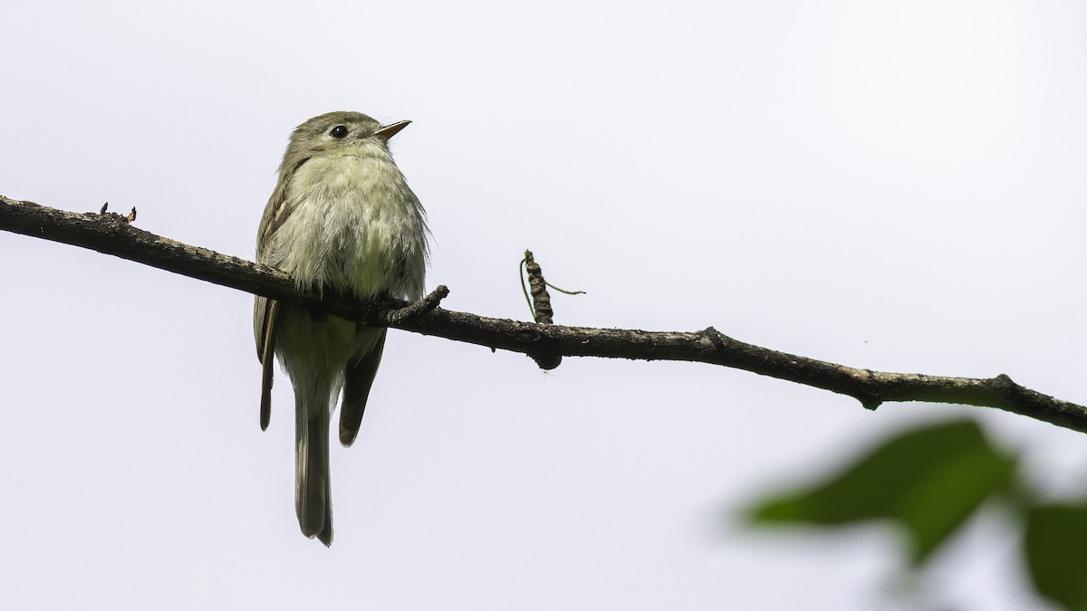 Hammond's Flycatcher - Robert Tizard