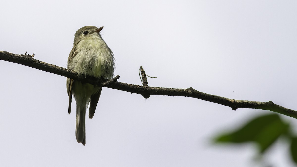 Hammond's Flycatcher - Robert Tizard