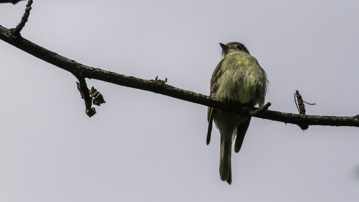 Hammond's Flycatcher - Robert Tizard