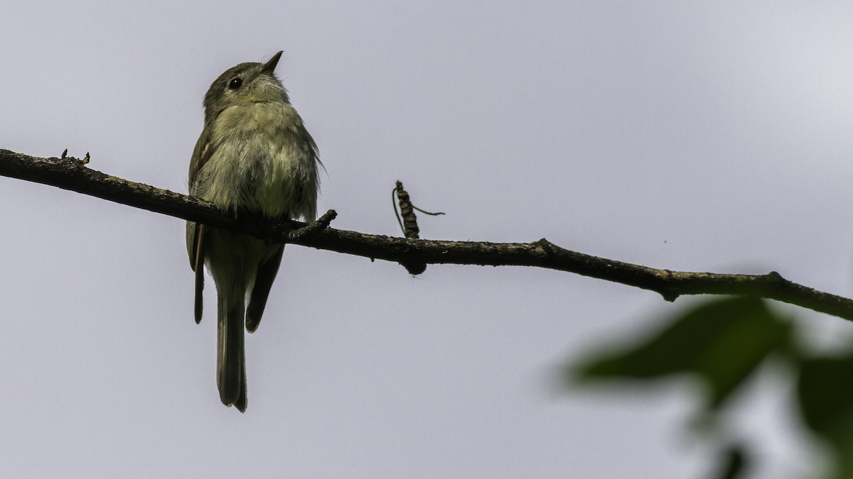 Hammond's Flycatcher - Robert Tizard