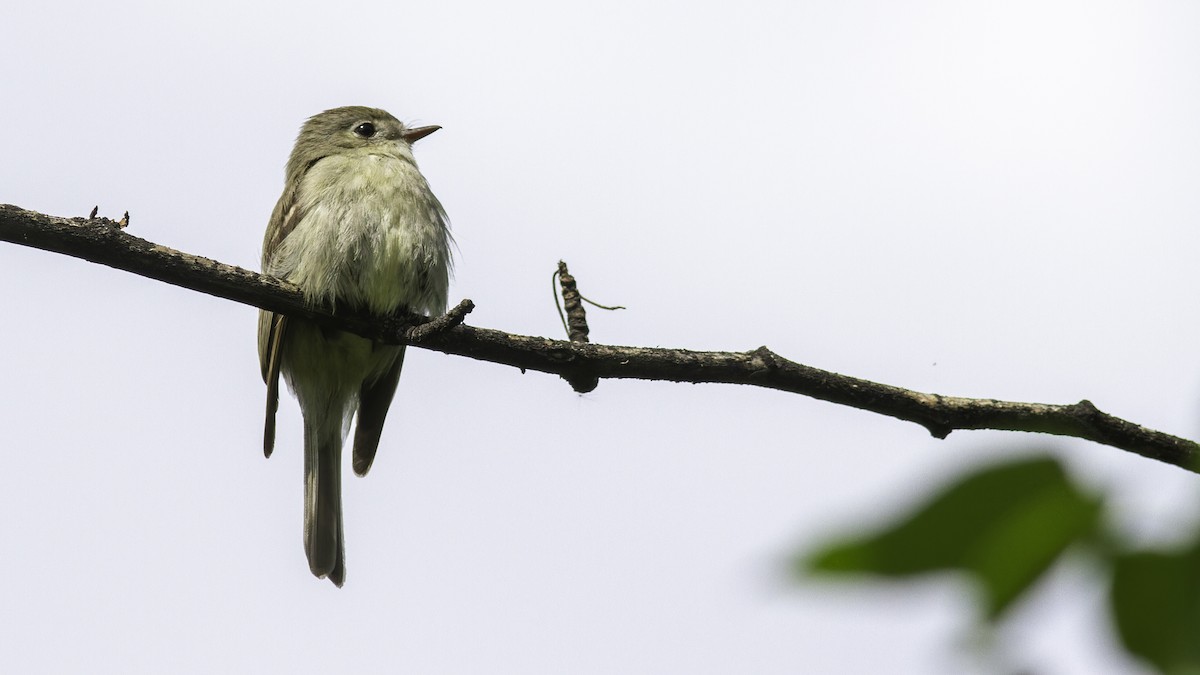 Hammond's Flycatcher - Robert Tizard