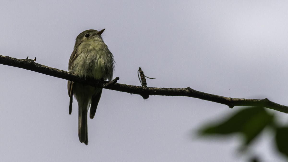 Hammond's Flycatcher - Robert Tizard