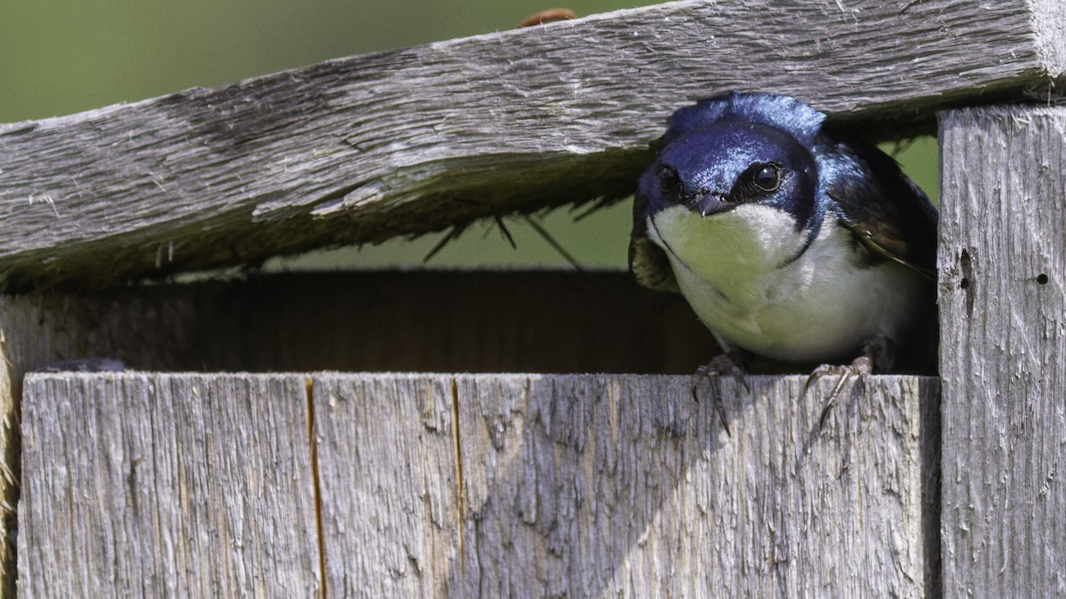 Tree Swallow - ML617093548