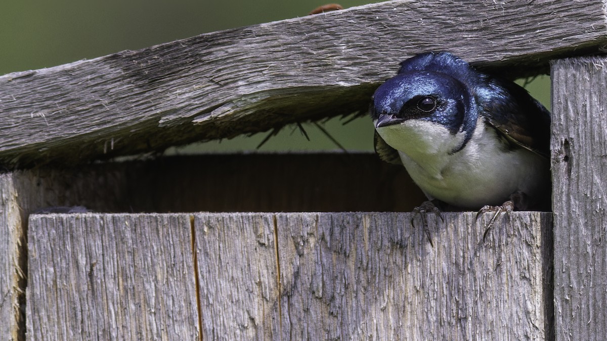 Tree Swallow - ML617093550