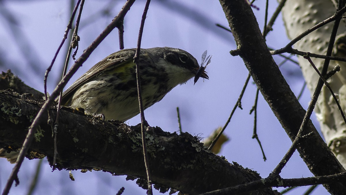 Yellow-rumped Warbler - ML617093552