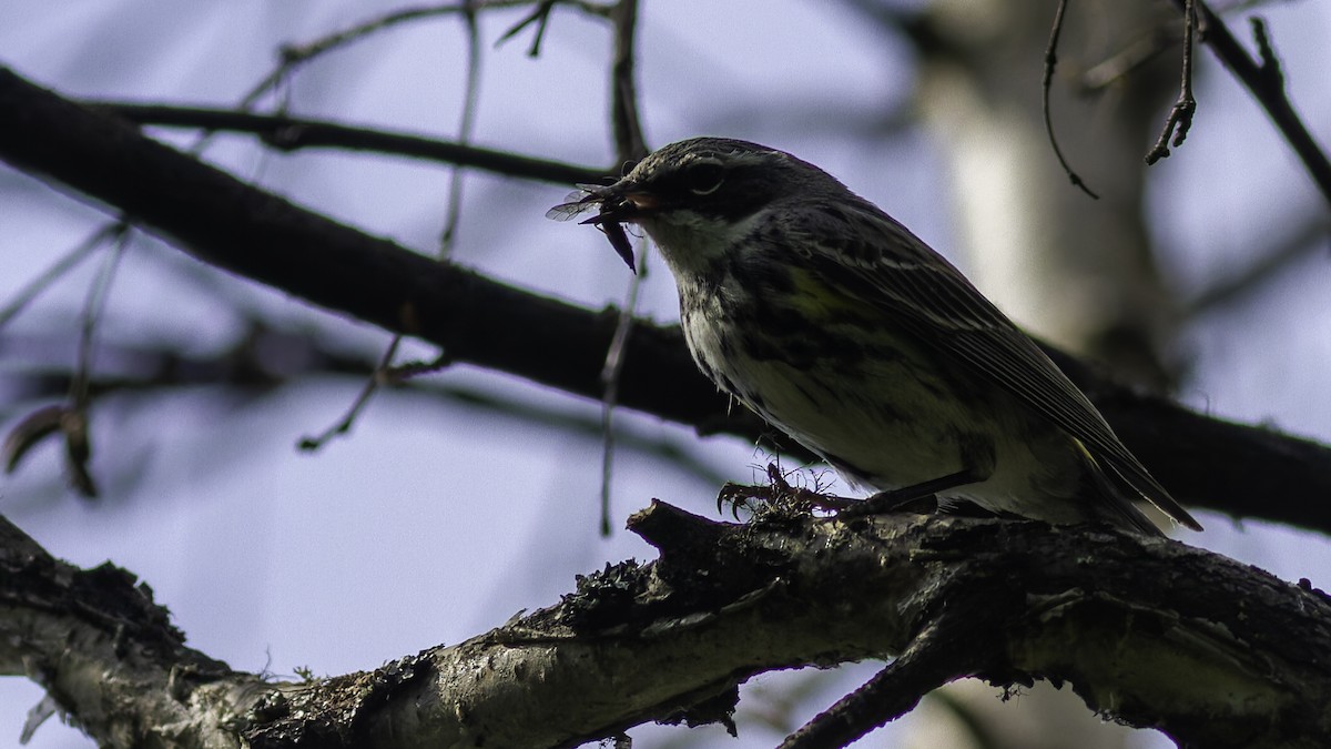 Yellow-rumped Warbler - ML617093553