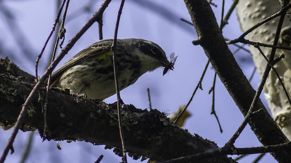 Yellow-rumped Warbler - ML617093554