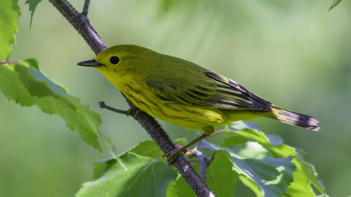 Yellow Warbler - ML617093557