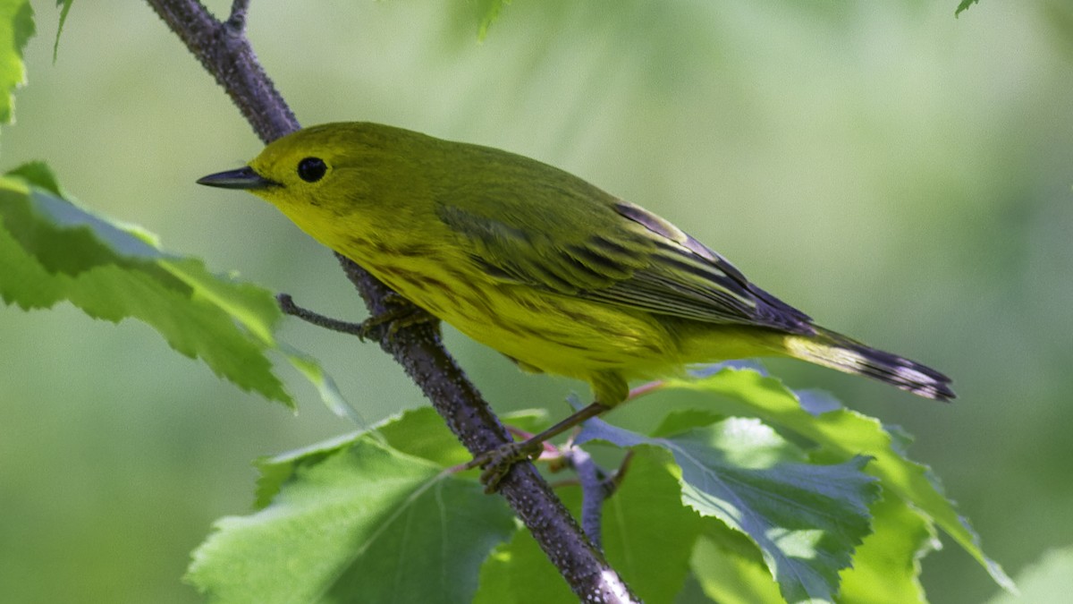 Yellow Warbler - ML617093558