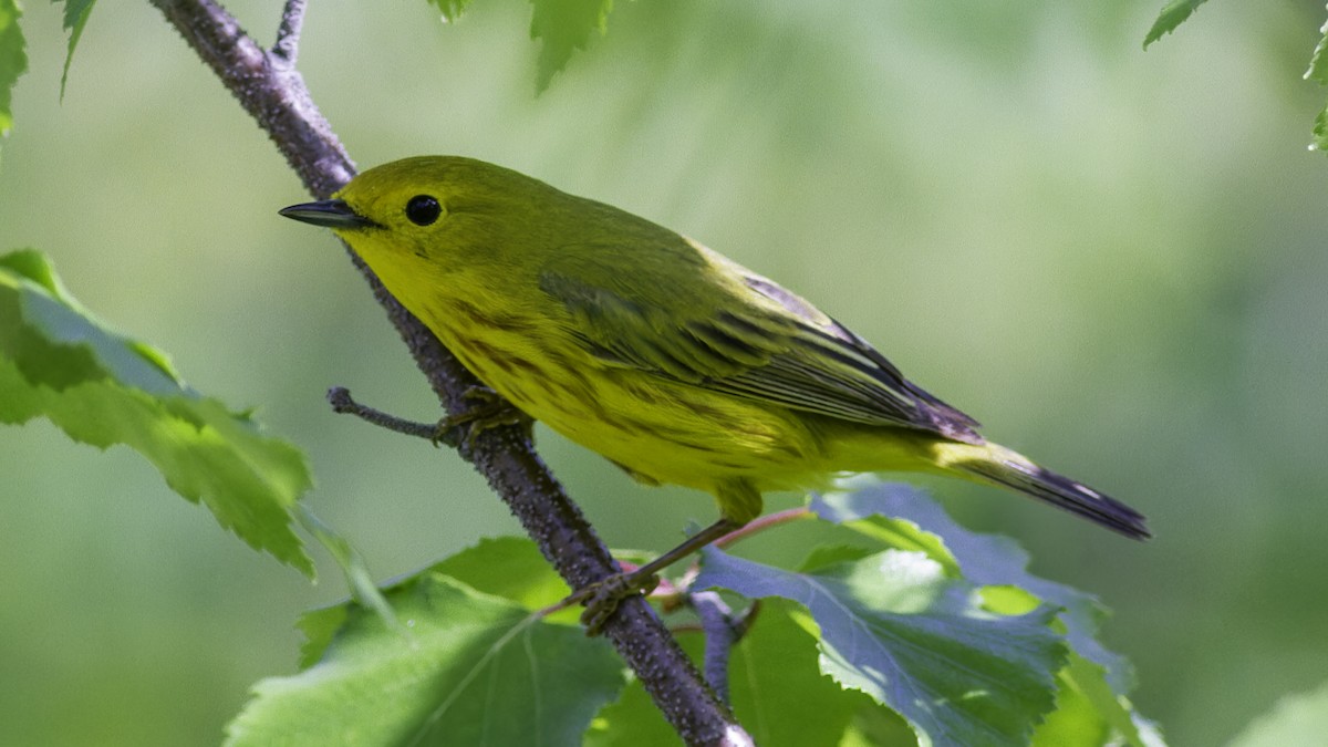 Yellow Warbler - ML617093559