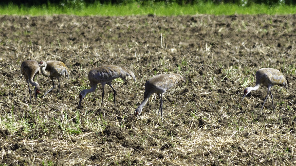 Sandhill Crane - ML617093566