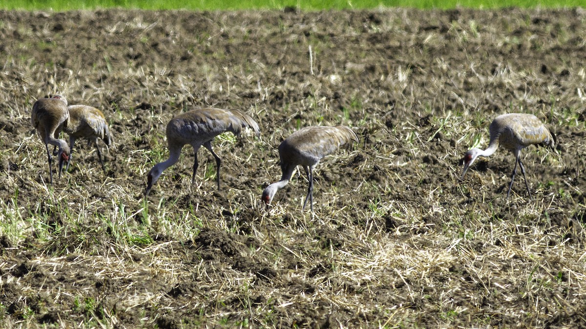 Sandhill Crane - ML617093567