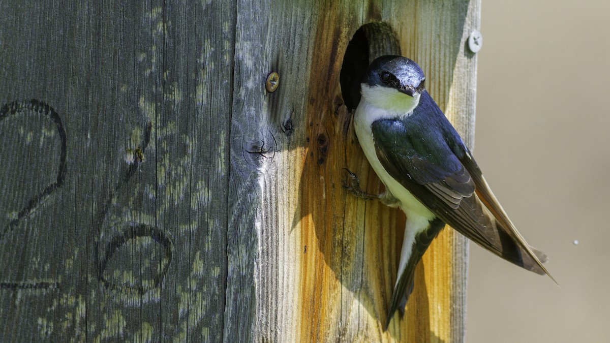 Tree Swallow - ML617093572