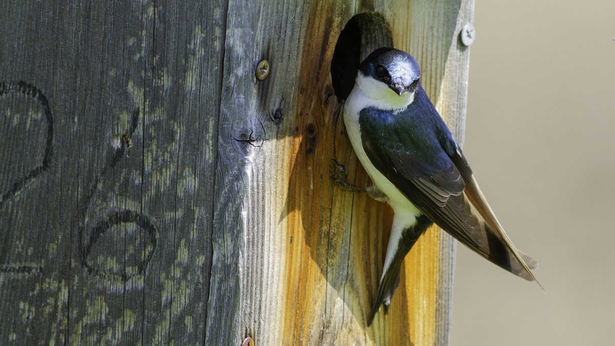 Tree Swallow - ML617093573