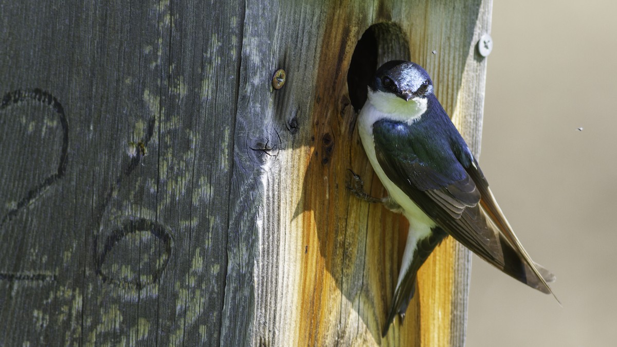 Tree Swallow - ML617093574