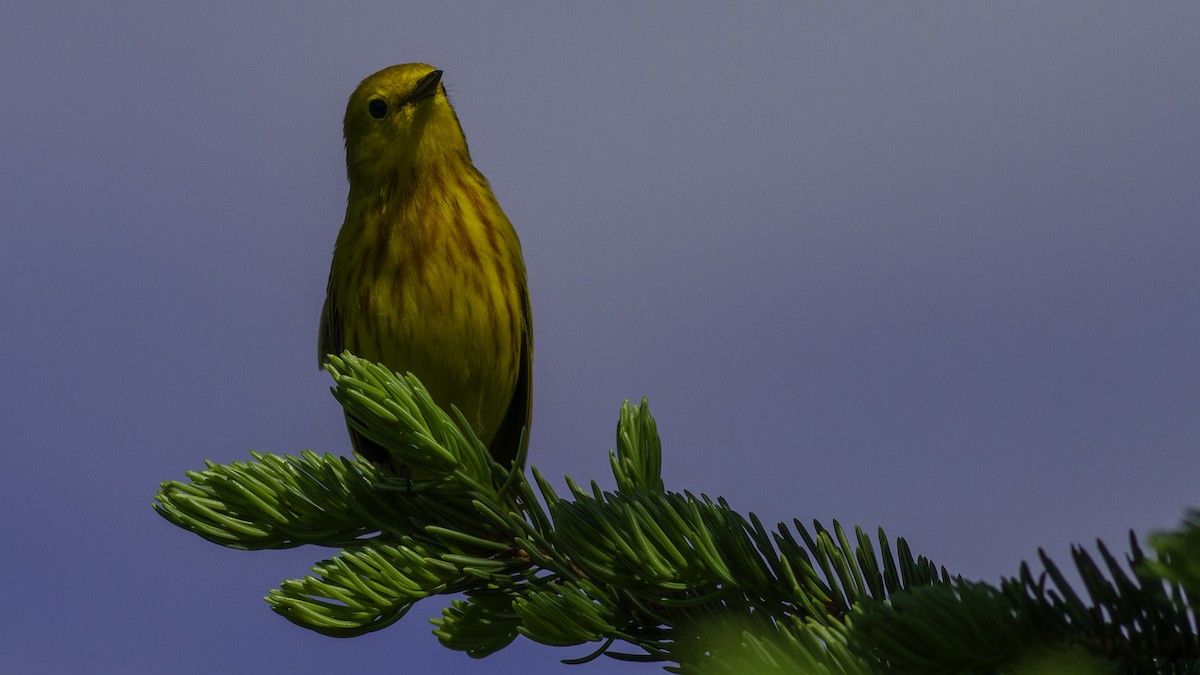 Yellow Warbler (Northern) - ML617093582