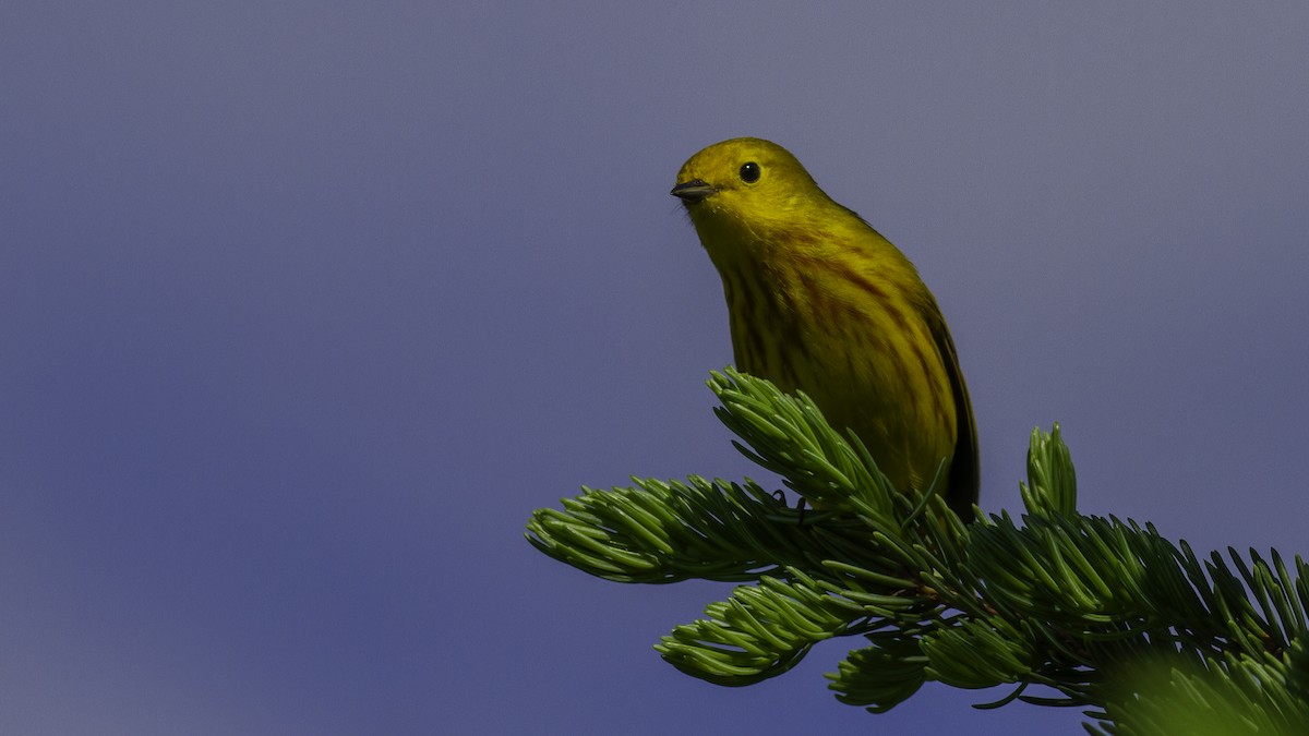 Yellow Warbler (Northern) - ML617093583
