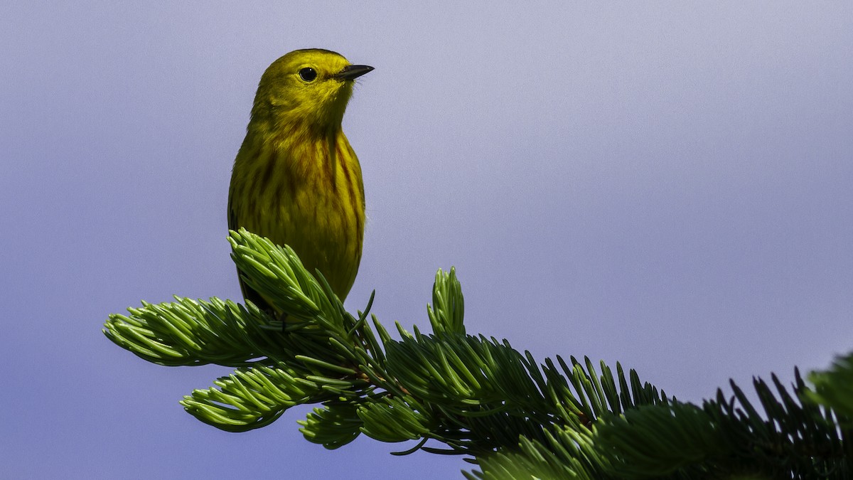 Yellow Warbler (Northern) - ML617093584