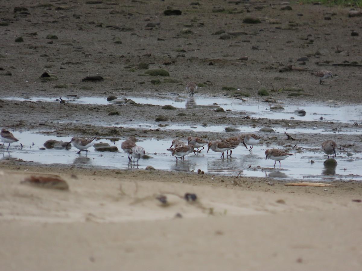 Western Sandpiper - ML617093647