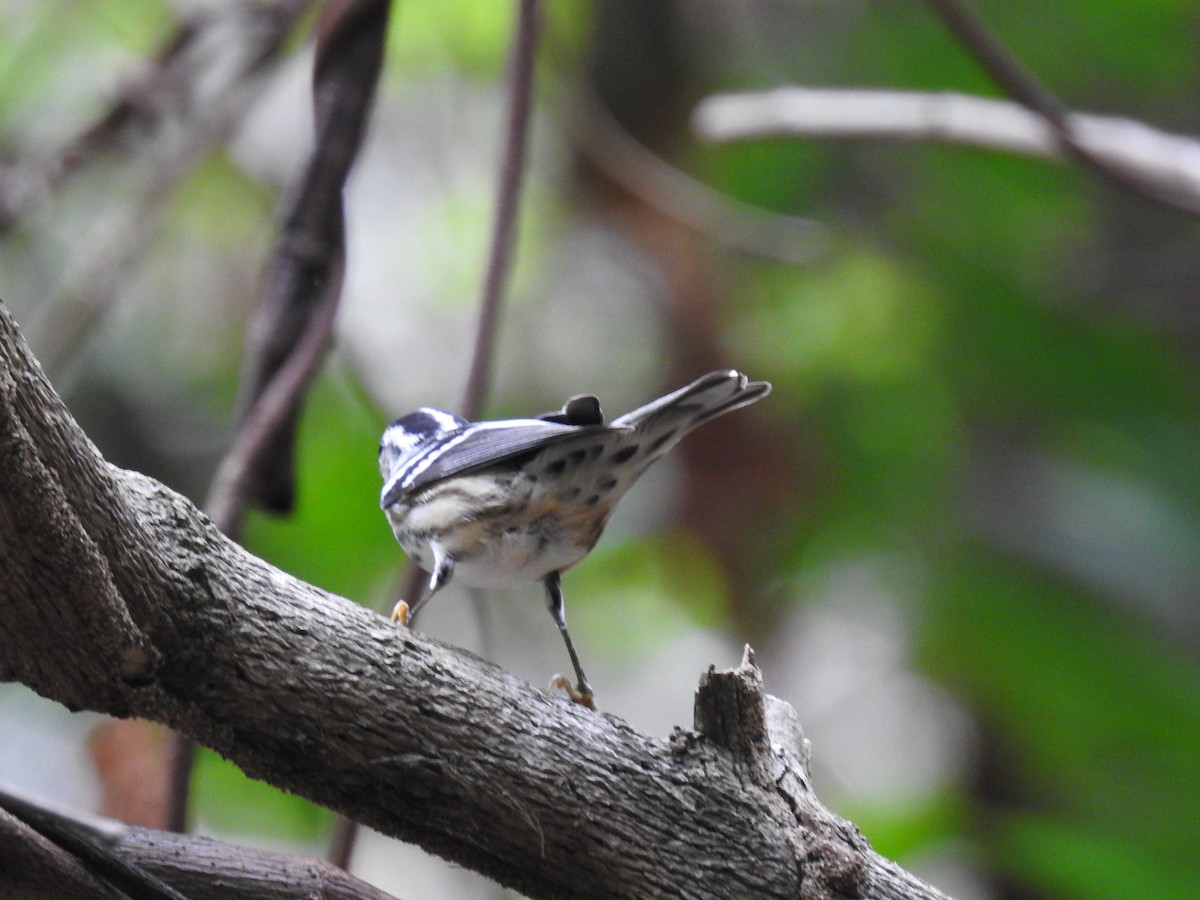 Black-and-white Warbler - ML617093670