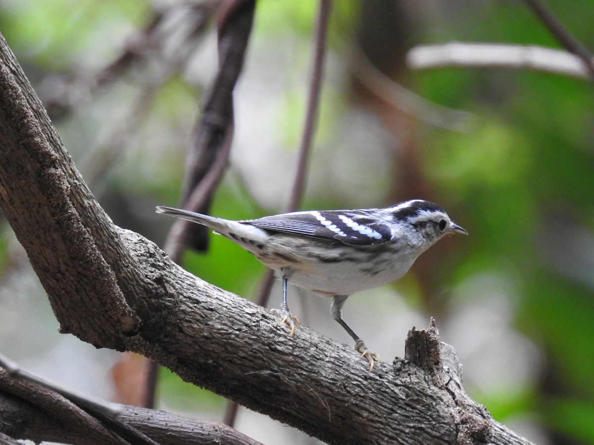 Black-and-white Warbler - ML617093671