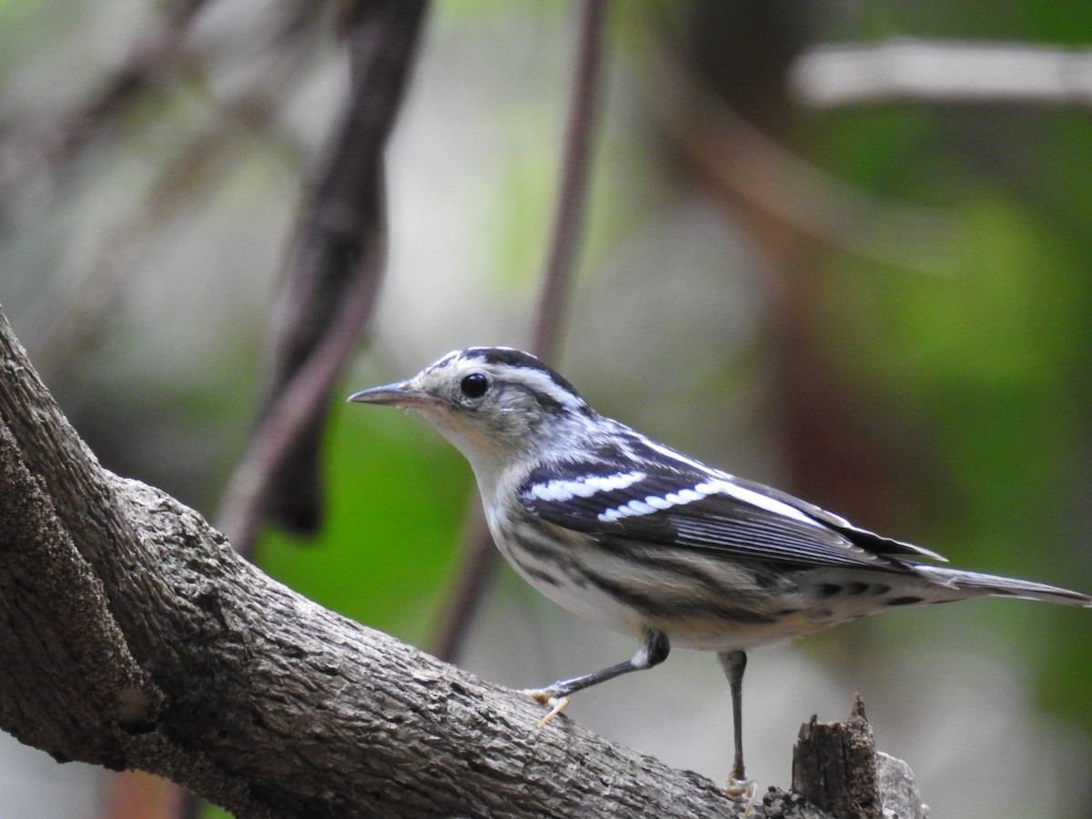 Black-and-white Warbler - ML617093672