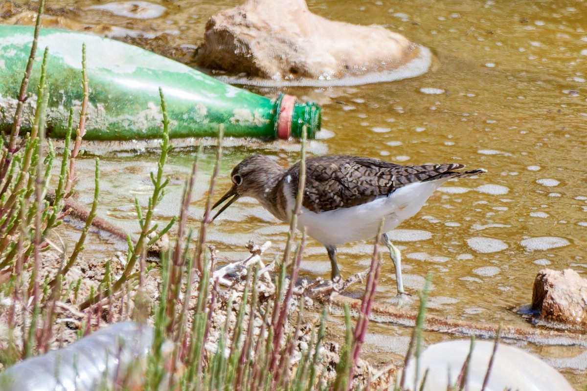 Common Sandpiper - ML617093691