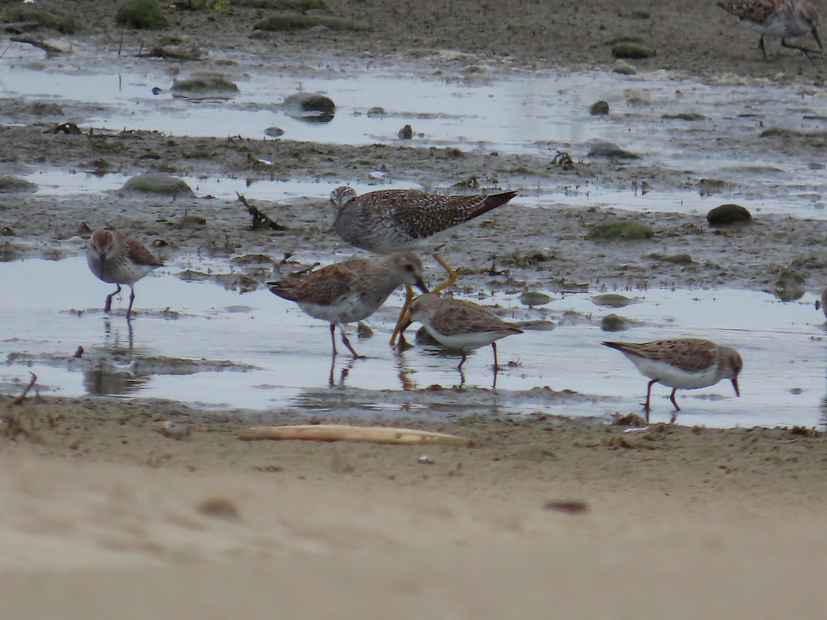 Western Sandpiper - ML617093712