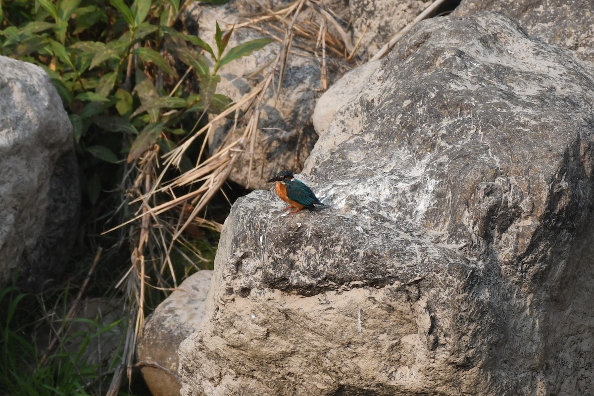 Common Kingfisher - ML617093723