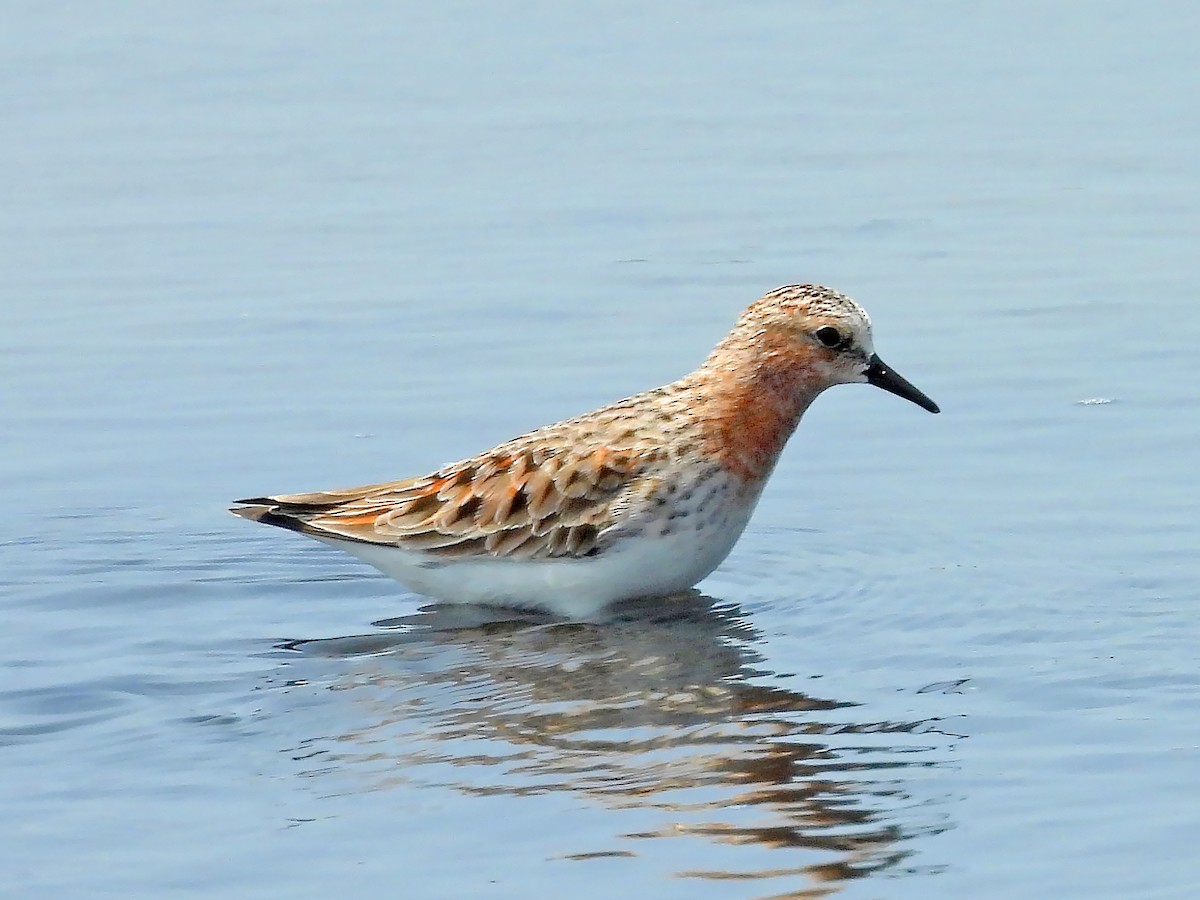 Rotkehl-Strandläufer - ML617093727