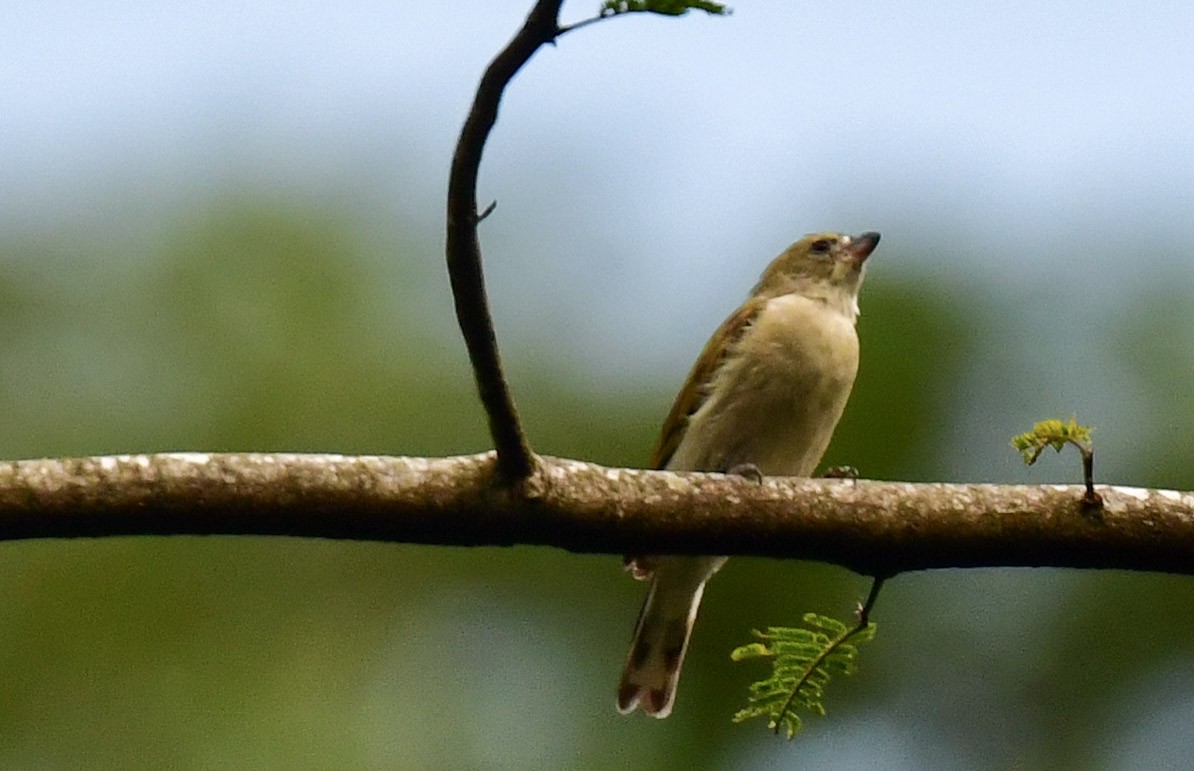 Pallid Honeyguide - Tom Moore