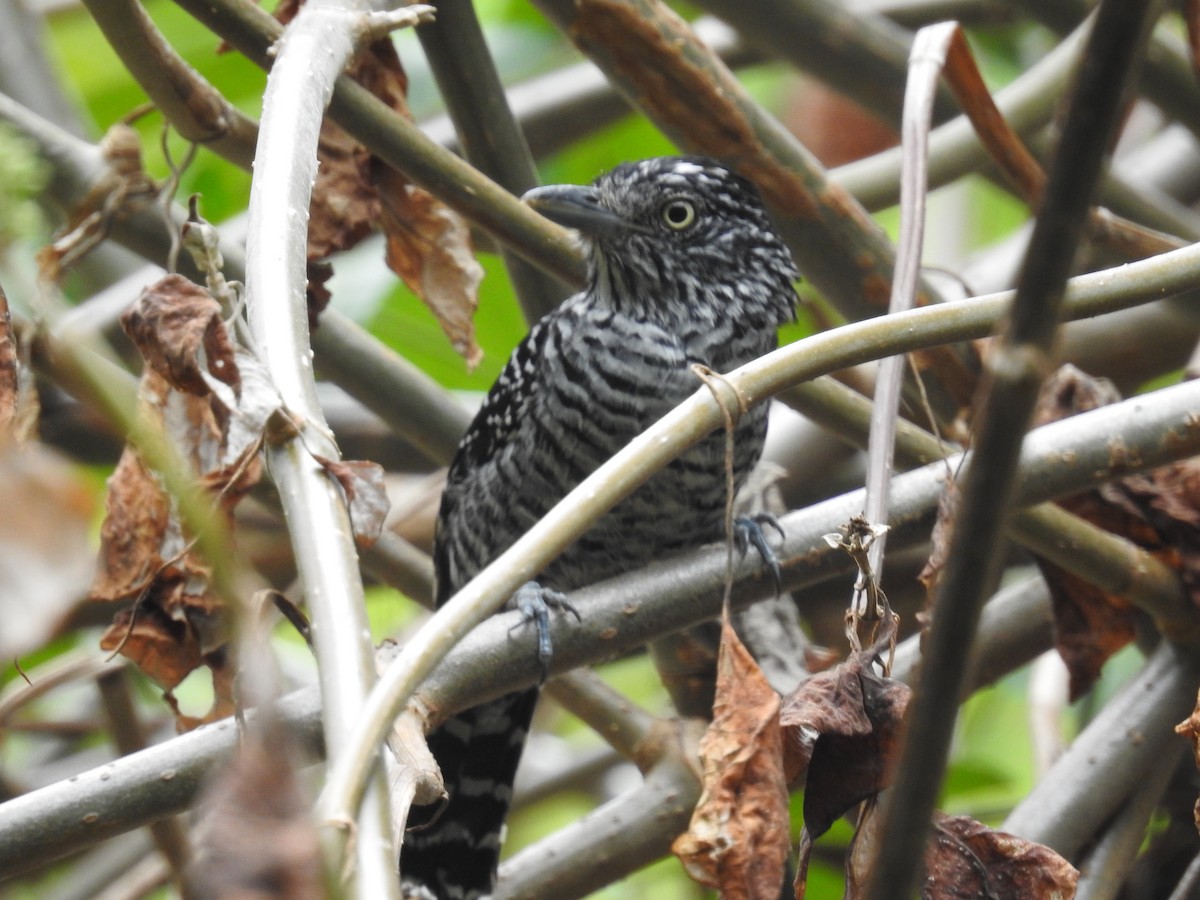 Barred Antshrike - ML617093776