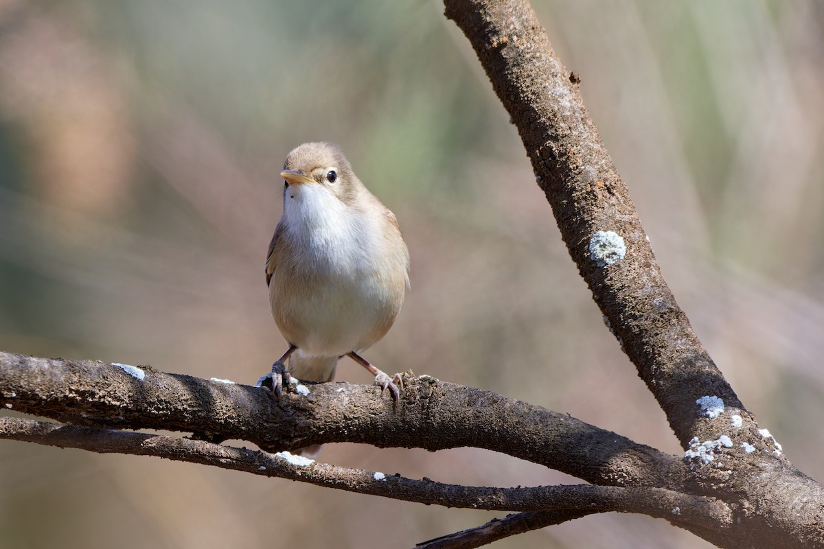 Western Olivaceous Warbler - Tomáš Grim