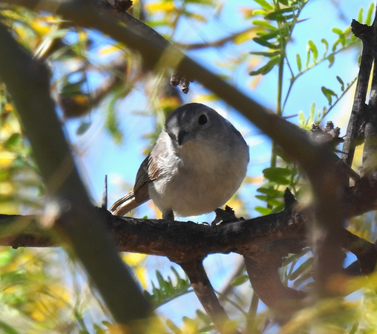 Gray Vireo - ML617093823