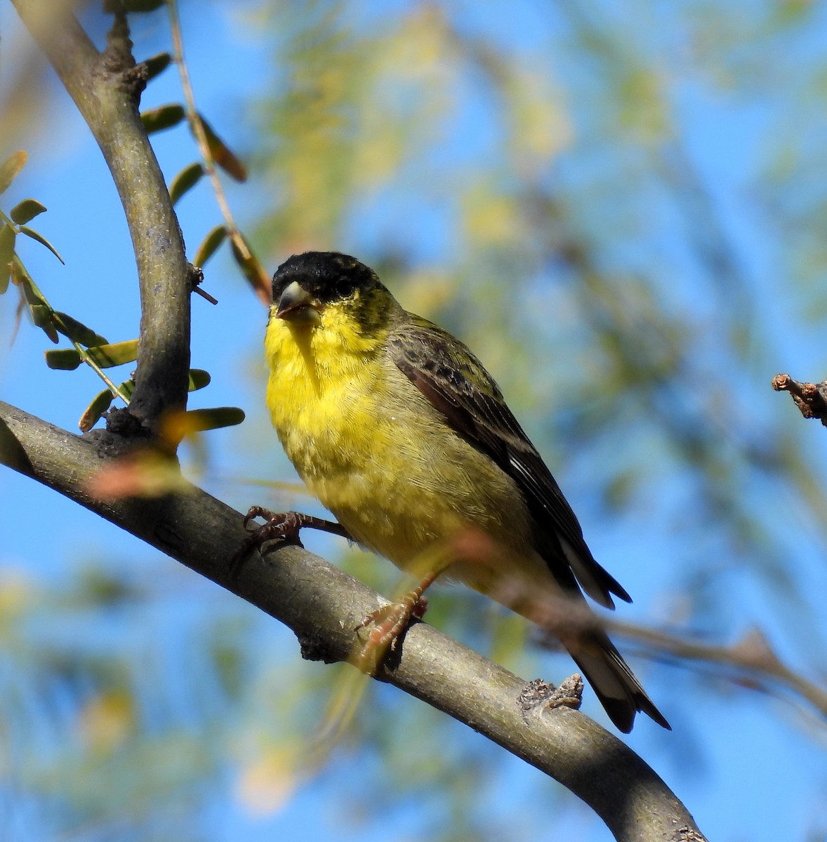 Lesser Goldfinch - Mary Tannehill