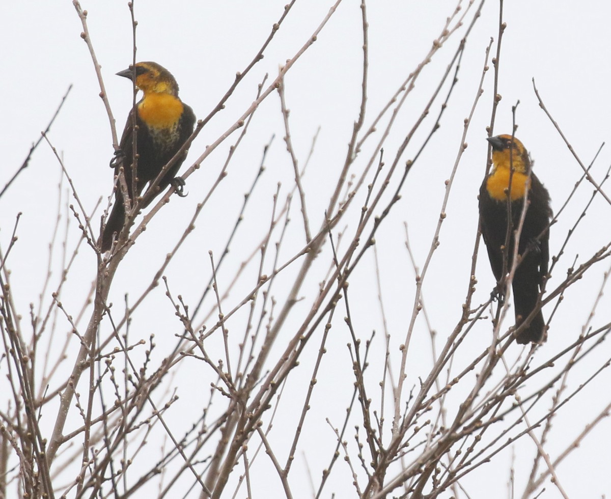 Yellow-headed Blackbird - ML617093940