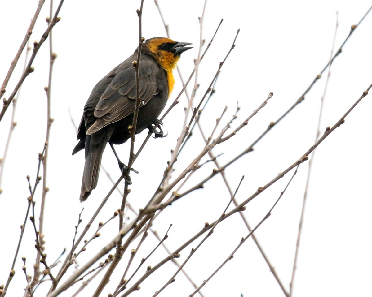 Yellow-headed Blackbird - ML617093965