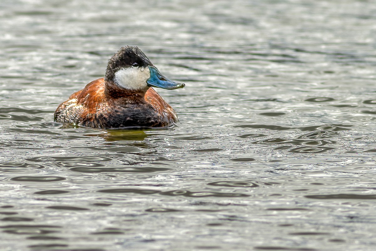 Ruddy Duck - ML617094072