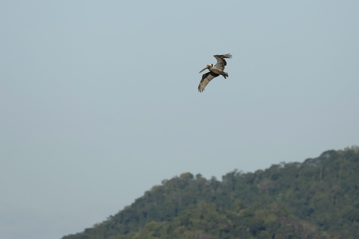 Brown Pelican - ML617094084