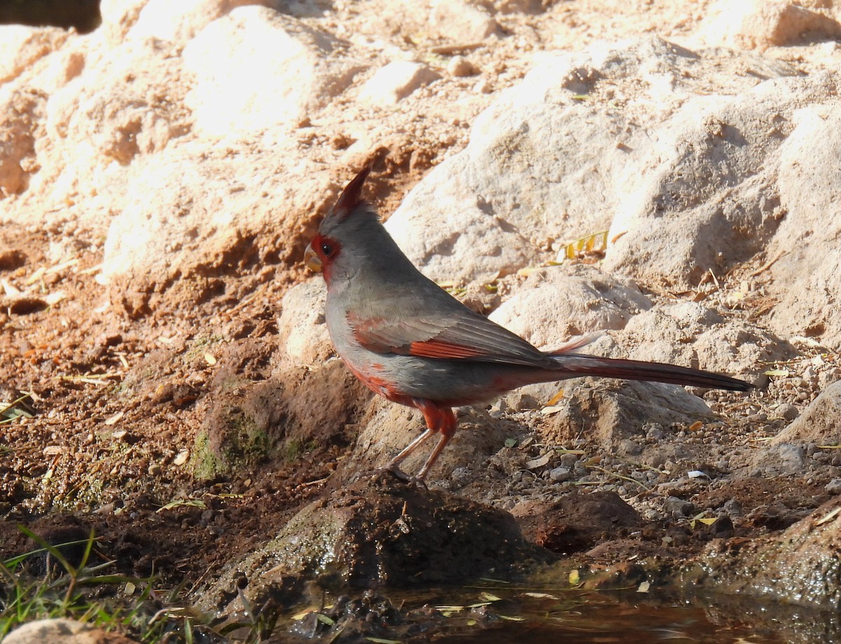 Pyrrhuloxia - Mary Tannehill