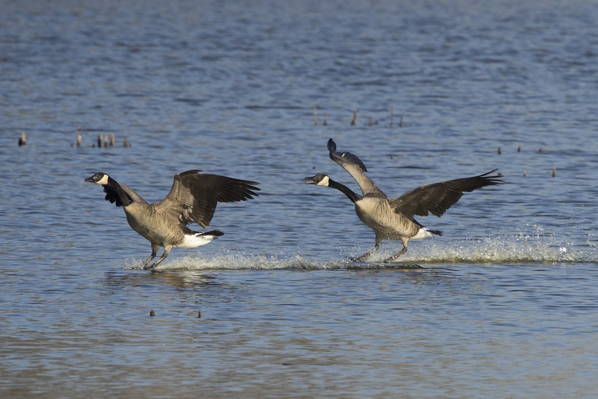 Canada Goose - ML617094219