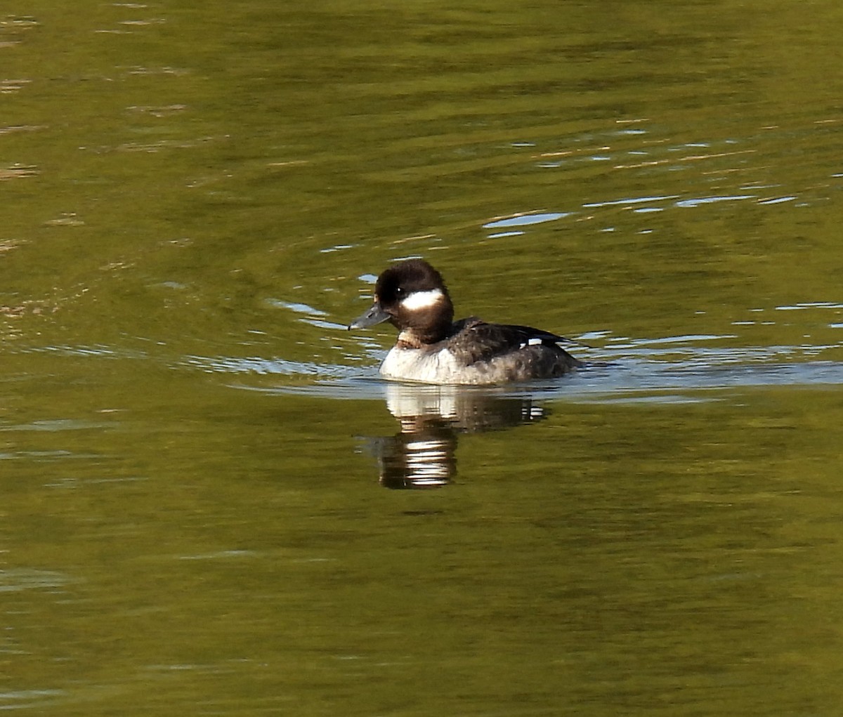 Bufflehead - Mary Tannehill