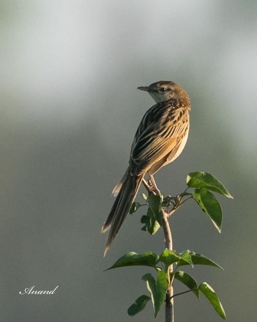 Striated Grassbird - ML617094384